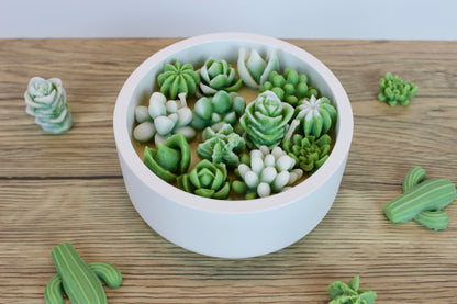 Cactus Garden